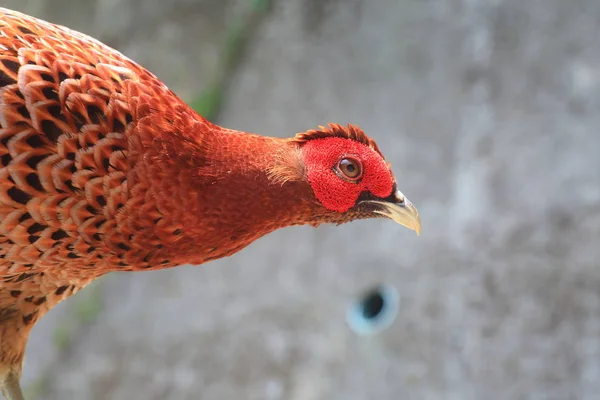 Miedź (Syrmaticus soemmerringii intermedius) Bażant w Japonii — Zdjęcie stockowe