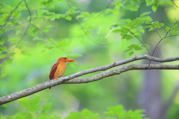 Kırmızı arası Kingfisher (Halcyon coromanda) Japonya'da — Stok fotoğraf