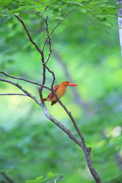Ruddy kingfisher (Halcyon coromanda) in Japan — Stock Photo, Image