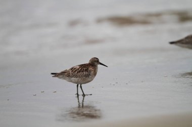 Japonya'da büyük düğüm (Calidris tenuirostris)
