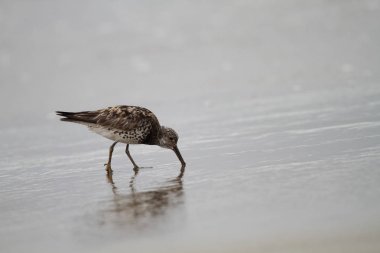 Japonya'da büyük düğüm (Calidris tenuirostris)