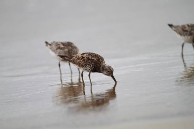 Japonya'da büyük düğüm (Calidris tenuirostris)