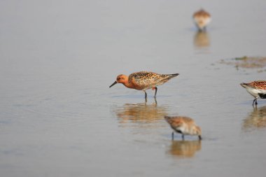Japonya'da kırmızı düğüm (Calidris canutus rogersi) 