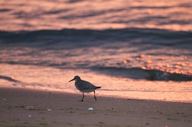 Japonya'da kırmızı düğüm (Calidris canutus rogersi) 