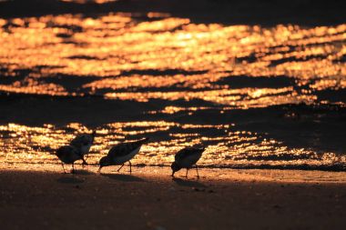 sanderling (calidris alba), Japonya