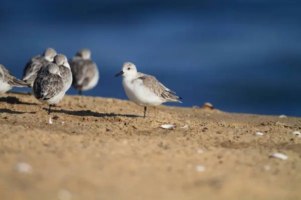 Sanderling (Calidris alba) in Japan — Stock Photo, Image