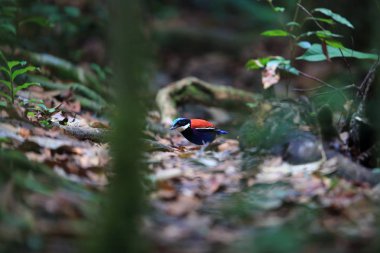 Pide (Hydrornis baudii) Danum Valley, Sabah, Borneo, Malezya içinde erkek mavi başlı