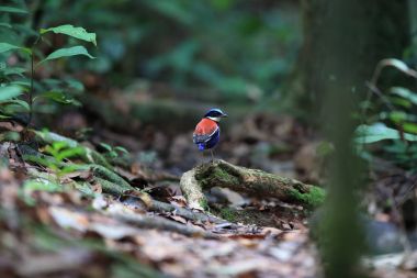 Pide (Hydrornis baudii) Danum Valley, Sabah, Borneo, Malezya içinde erkek mavi başlı