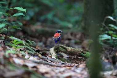 Pide (Hydrornis baudii) Danum Valley, Sabah, Borneo, Malezya içinde erkek mavi başlı