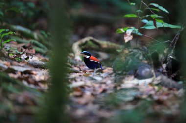 Pide (Hydrornis baudii) Danum Valley, Sabah, Borneo, Malezya içinde erkek mavi başlı