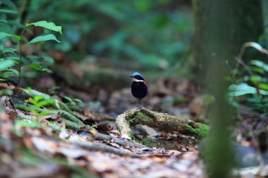 Pide (Hydrornis baudii) Danum Valley, Sabah, Borneo, Malezya içinde erkek mavi başlı