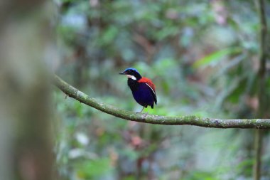 Pide (Hydrornis baudii) Danum Valley, Sabah, Borneo, Malezya içinde erkek mavi başlı