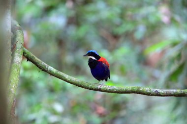 Pide (Hydrornis baudii) Danum Valley, Sabah, Borneo, Malezya içinde erkek mavi başlı
