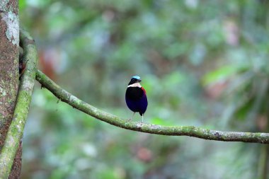 Pide (Hydrornis baudii) Danum Valley, Sabah, Borneo, Malezya içinde erkek mavi başlı