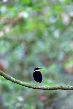 Pide (Hydrornis baudii) Danum Valley, Sabah, Borneo, Malezya içinde erkek mavi başlı