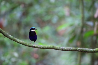 Pide (Hydrornis baudii) Danum Valley, Sabah, Borneo, Malezya içinde erkek mavi başlı