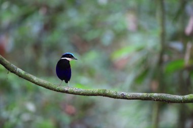 Pide (Hydrornis baudii) Danum Valley, Sabah, Borneo, Malezya içinde erkek mavi başlı
