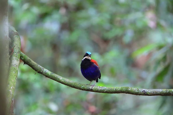 Blaukopf-Pitta (hydrornis baudii) Männchen im Danum-Tal, Sabah, Borneo, Malaysia — Stockfoto