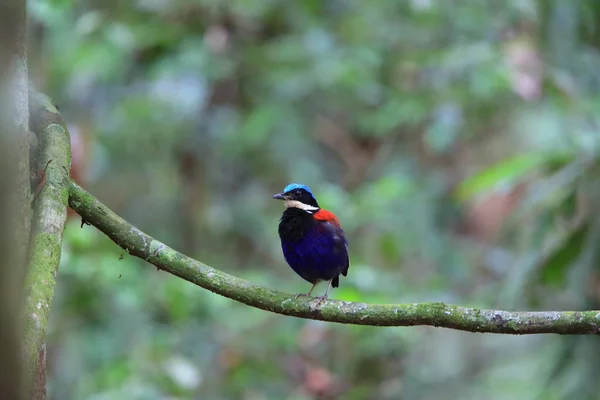 Pitta de cabeza azul (Hydrornis baudii) macho en Danum Valley, Sabah, Borneo, Malasia — Foto de Stock