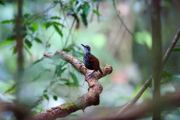 Bornean wren-babbler (Ptilocichla leucogrammica) in Borneo — Stock Photo, Image