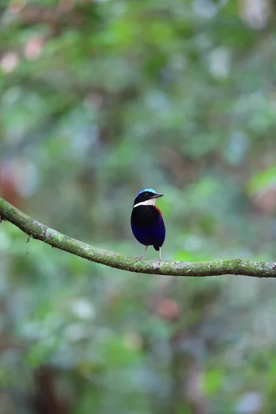 Pide (Hydrornis baudii) Danum Valley, Sabah, Borneo, Malezya içinde erkek mavi başlı — Stok fotoğraf