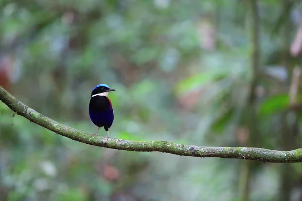 Pitta de cabeza azul (Hydrornis baudii) macho en Danum Valley, Sabah, Borneo, Malasia —  Fotos de Stock