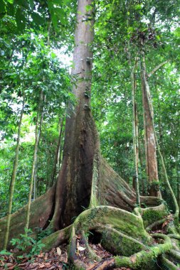 Danum Valley, Sabah, Borneo, Malezya, tropikal yağmur ormanları