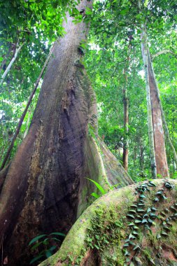 Danum Valley, Sabah, Borneo, Malezya, tropikal yağmur ormanları