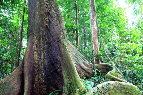 Foresta pluviale tropicale della valle del Danum, Sabah, Borneo, Malesia — Foto Stock