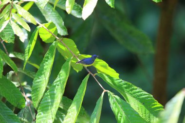 Sarı sağrılı flowerpecker (Prionochilus xanthopygius) Danum Valley, Sabah, Borneo, Malezya içinde erkek