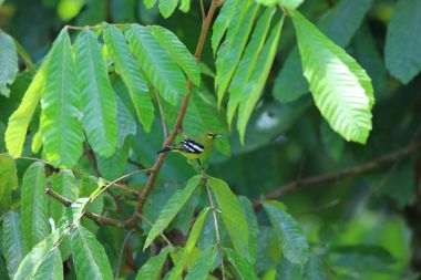 Yeşil iora (Aegithina viridissima) Danum Valley, Sabah, Borneo, Malezya içinde erkek