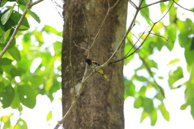Danum Valley, Sabah, Borneo, Malezya koyu gerdanlı sarıasma (Oriolus xanthonotus) 