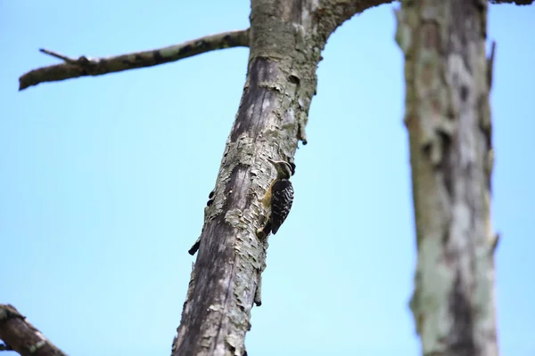 巽他侏儒啄木鸟 (Yungipicus moluccensis) 在马来西亚婆罗洲， — 图库照片