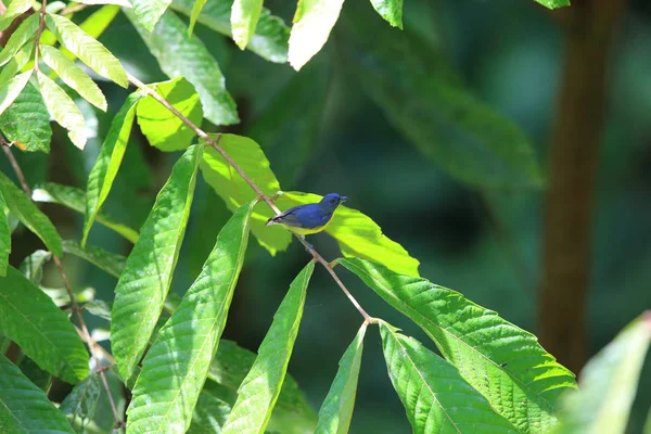 Желтоклювый дятел (Prionochilus xanthopygius) самец в Данумской долине, Сабах, Борнео, Малайзия — стоковое фото