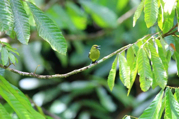 Iora verte (Aegithina viridissima) mâle dans la vallée du Danum, Sabah, Bornéo, Malaisie — Photo