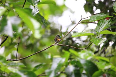 Siyah ve sarı geniş gagalı (Eurylaimus ochromalus), geniş gagalı Eurylaimidae familyasından bir kuş türü..