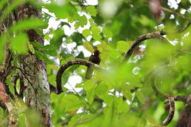 Jay (Platylophus galericulatus) Danum Valley, Sabah, Borneo, Malezya tepeli 