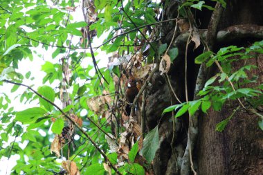 Jay (Platylophus galericulatus) Danum Valley, Sabah, Borneo, Malezya tepeli 
