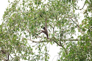 Mller'ın Borneo Gibbon (Hylobates muelleri) Danum Valley, Sabah, Borneo, Malezya 