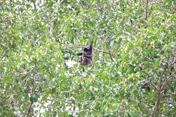 Mller'ın Borneo Gibbon (Hylobates muelleri) Danum Valley, Sabah, Borneo, Malezya — Stok fotoğraf