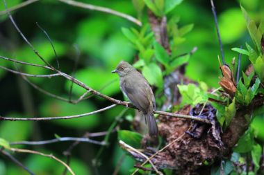 Asya bıkkın bülbül (Pycnonotus brunneus) Danum Valley, Sabah, Borneo, Malezya 