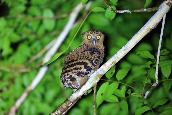 Buffy Fish Owl (Ketupa ketupu) i Danum Valley, Sabah, Borneo, Malaysia – stockfoto