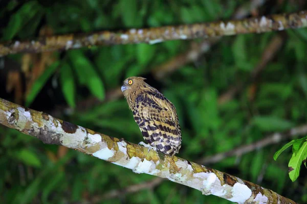 Buffy balık baykuş (Ketupa ketupu) Danum Valley, Sabah, Borneo, Malezya 