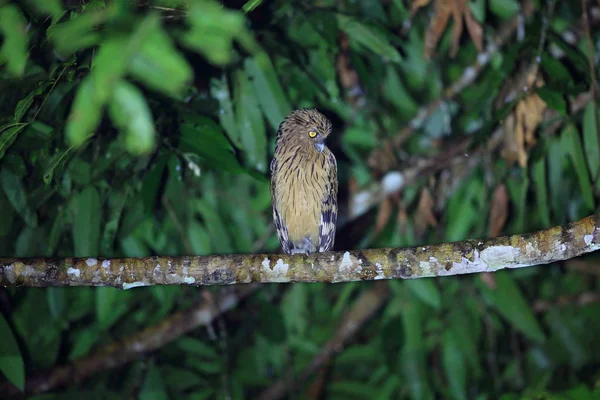 Buffy balık baykuş (Ketupa ketupu) Danum Valley, Sabah, Borneo, Malezya 