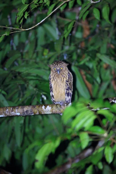 Buffy vis Owl (Ketupa ketupu) in Danum Valley, Sabah, Borneo, Maleisië — Stockfoto