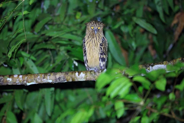 Buffy pesce civetta (Ketupa ketupu) a Danum Valley, Sabah, Borneo, Malesia — Foto Stock