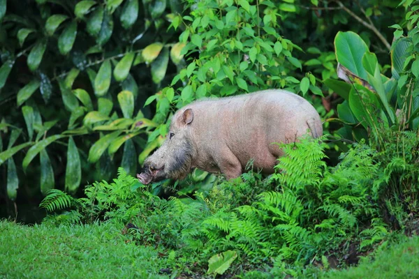 Bornean skäggiga gris (Sus barbatus) i Danum Valley, Sabah, Borneo, Malaysia — Stockfoto