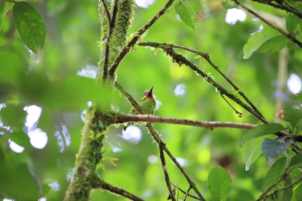 Barbetto dalla gola rossa (Psilopogon mystacophanos) nella valle del Danum, Sabah, Borneo, Malesia — Foto Stock