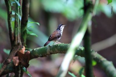 Şeritli çit-yedikardeşi (Kenopia striata) Danum Valley, Sabah, Borneo, Malezya 