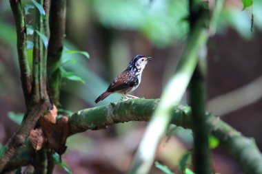 Şeritli çit-yedikardeşi (Kenopia striata) Danum Valley, Sabah, Borneo, Malezya 